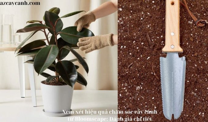 Xem xét hiệu quả chăm sóc cây cảnh từ Bloomscape: Đánh giá chi tiết