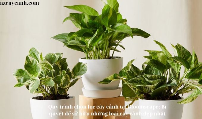 Quy trình chọn lọc cây cảnh tại Bloomscape: Bí quyết để sở hữu những loại cây cảnh đẹp nhất