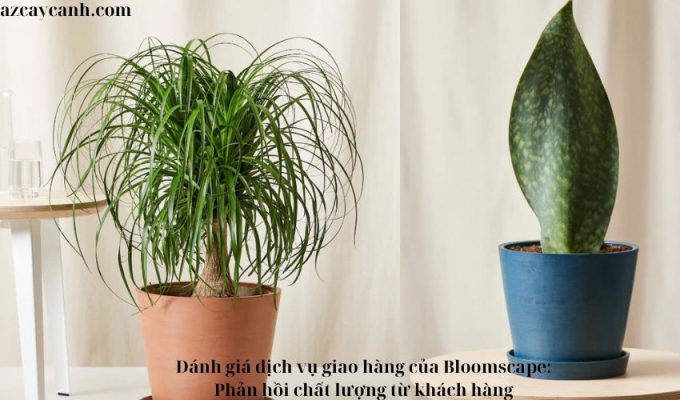 Đánh giá dịch vụ giao hàng của Bloomscape: Phản hồi chất lượng từ khách hàng