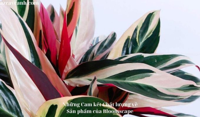 Những Cam kết Chất lượng về Sản phẩm của Bloomscape