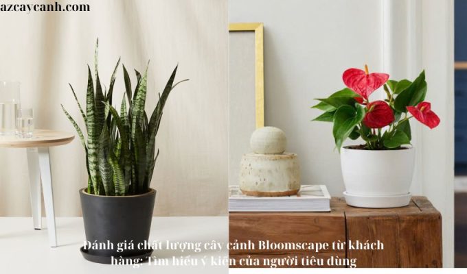 Đánh giá chất lượng cây cảnh Bloomscape từ khách hàng: Tìm hiểu ý kiến của người tiêu dùng