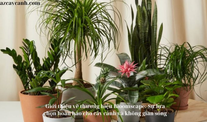 Giới thiệu về thương hiệu Bloomscape: Sự lựa chọn hoàn hảo cho cây cảnh và không gian sống