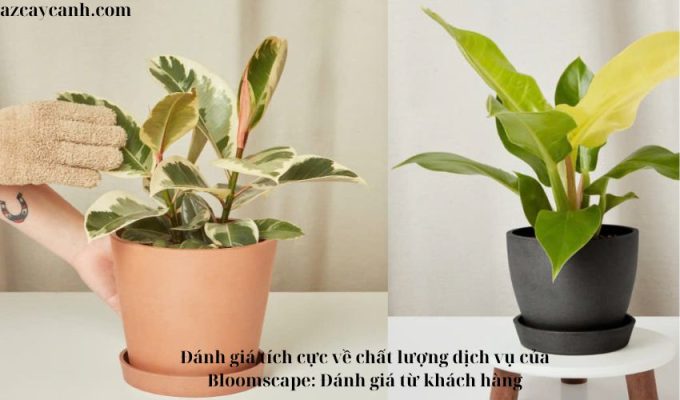 Đánh giá tích cực về chất lượng dịch vụ của Bloomscape: Đánh giá từ khách hàng