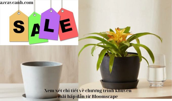 Xem xét chi tiết về chương trình khuyến mãi hấp dẫn từ Bloomscape