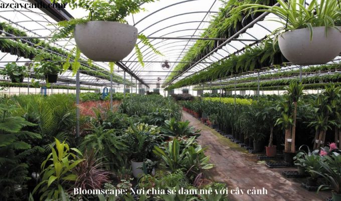 Bloomscape: Nơi chia sẻ đam mê với cây cảnh