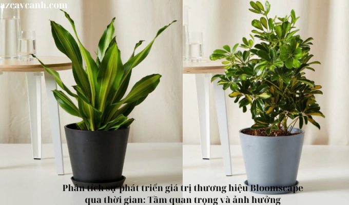 Phân tích sự phát triển giá trị thương hiệu Bloomscape qua thời gian: Tầm quan trọng và ảnh hưởng