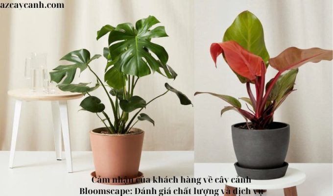 Cảm nhận của khách hàng về cây cảnh Bloomscape: Đánh giá chất lượng và dịch vụ