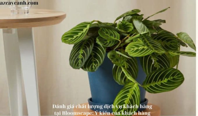 Đánh giá chất lượng dịch vụ khách hàng tại Bloomscape: Ý kiến của khách hàng