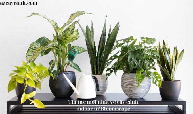 Tin tức mới nhất về cây cảnh indoor từ Bloomscape