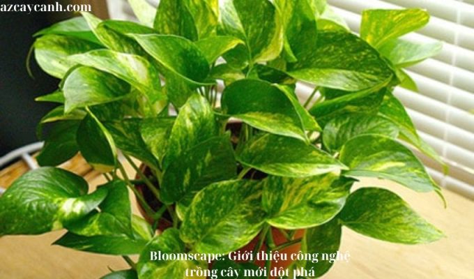 Bloomscape: Giới thiệu công nghệ trồng cây mới đột phá