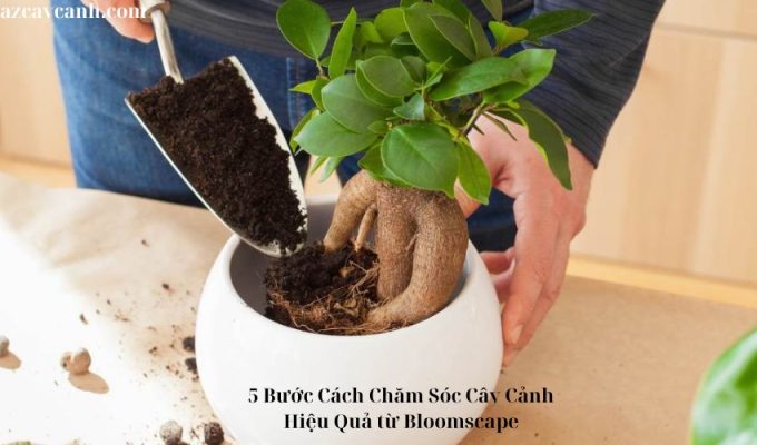 5 Bước Cách Chăm Sóc Cây Cảnh Hiệu Quả từ Bloomscape