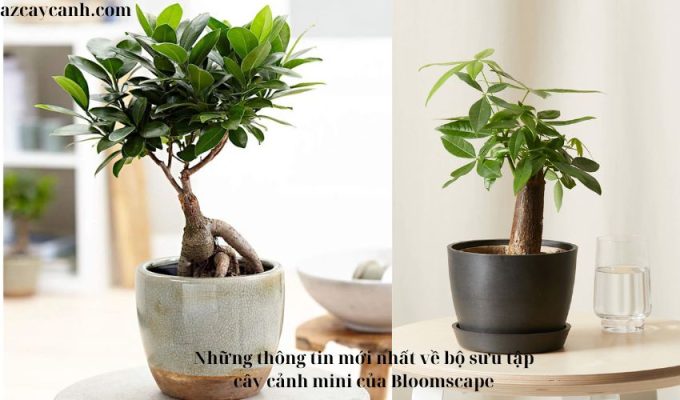 Những thông tin mới nhất về bộ sưu tập cây cảnh mini của Bloomscape