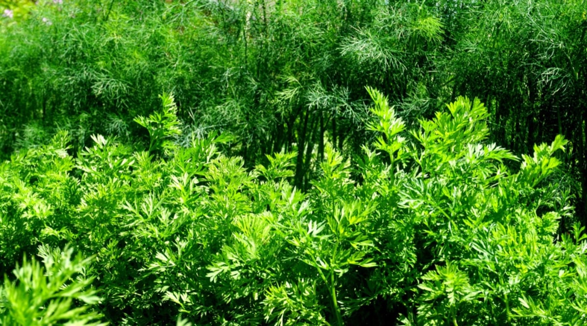 Close-up of growing dill and carrots in the garden. Carrots are root plants with long, tapering edible roots and a tuft of leaves at the top. The leaves are green, pinnate, divided into many narrow leaflets, which gives them a delicate and airy appearance. Dill is a herbaceous plant with tall thin stems and thin pinnate leaves. The leaves are divided into many thread-like segments, giving them a delicate and airy appearance.