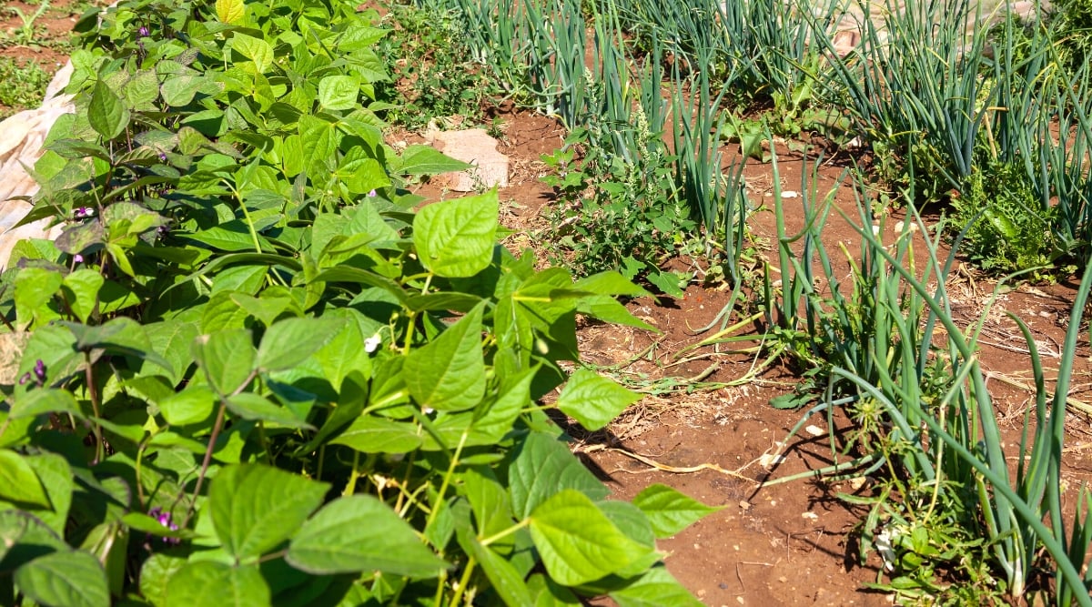 Close-up of growing bean and onion plants in the garden. The bean plant forms bushy forms, with upright stems and trifoliate leaves. The leaves consist of heart-shaped green leaflets with smooth edges. Onions have an underground bulb and above-ground long hollow tubular leaves of dark green color.