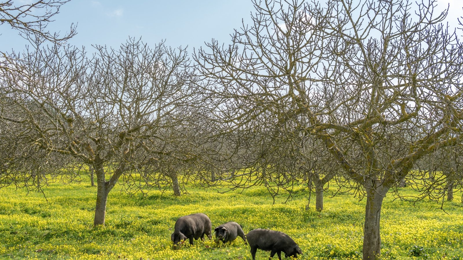 A group of black pigs is seen grazing peacefully in the middle of a sprawling field beneath a canopy of trees.
