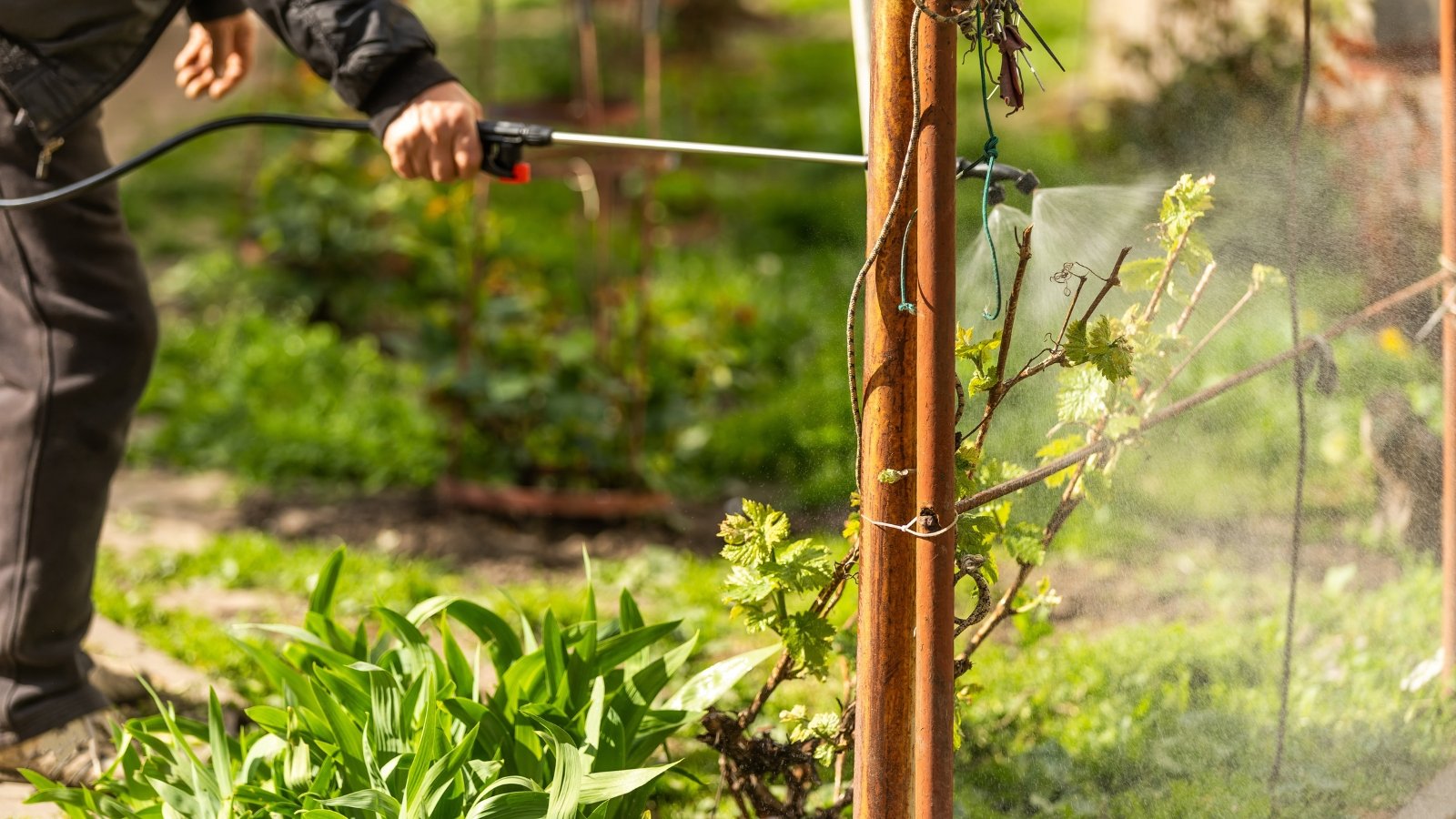 A person wearing protective gear uses a spray nozzle to apply insecticide on the plants, surrounded by overgrown greenery, the liquid misting over the leaves.
