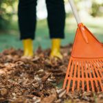 Ought to You Rake Leaves Off of Perennial Backyard Beds?