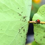 5 Distinctive Methods to Deter Pests From Your Backyard