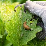 7 Errors to Keep away from When Preventing Backyard Pests