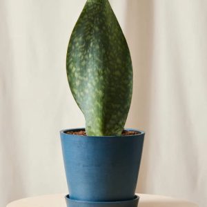 Sansevieria vây cá voi