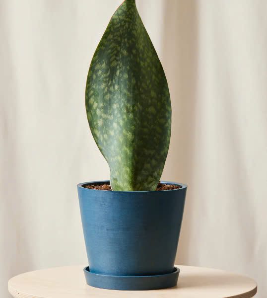 Sansevieria vây cá voi