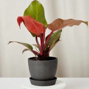 Philodendron Mặt Trời Đỏ