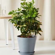 Schefflera có sọc