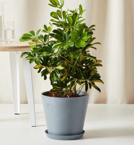 Schefflera có sọc