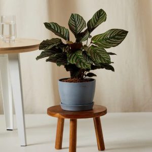 Calathea sọc