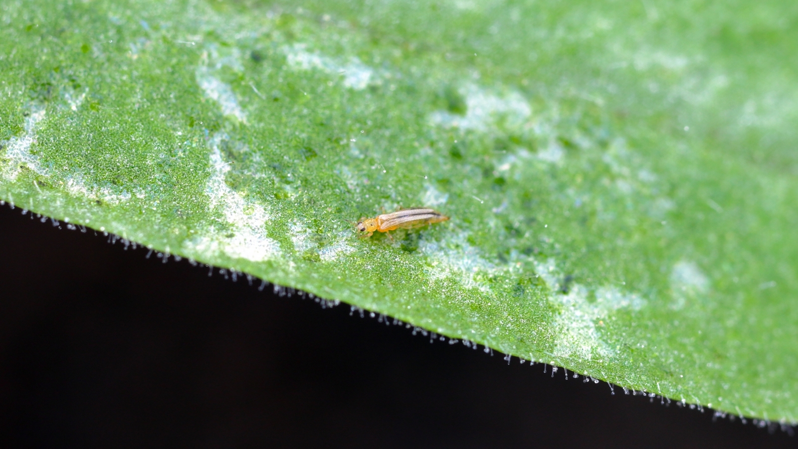 Close-up of a thrips pest on a green petunia leaf, a tiny, slender insect with fringed wings.