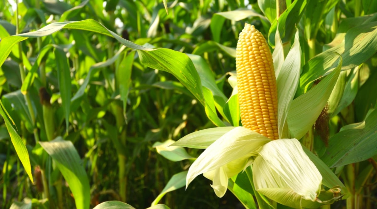 Close-up of growing corn plants in a sunny garden. The plant is tall, has long, narrow, lobed leaves with a midrib running down the center of the leaf. They are arranged alternately on the stem and have a characteristic pattern of parallel veins. The corn fruit is the edible part of the plant and is elongated and tapers at one end. Corn kernels are bright yellow in color and are arranged in rows on the cob.