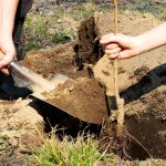 5 Causes Why Fall Is the Greatest Time To Plant Fruit Bushes