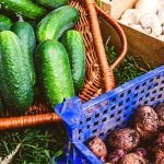Can You Plant Cucumbers With Potatoes in Your Backyard?